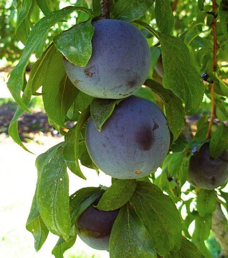 Prunus salicina 'BLACK AMBER'